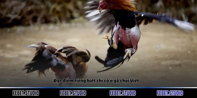 Đặc điểm riêng biệt chỉ có ở gà chọi Việt